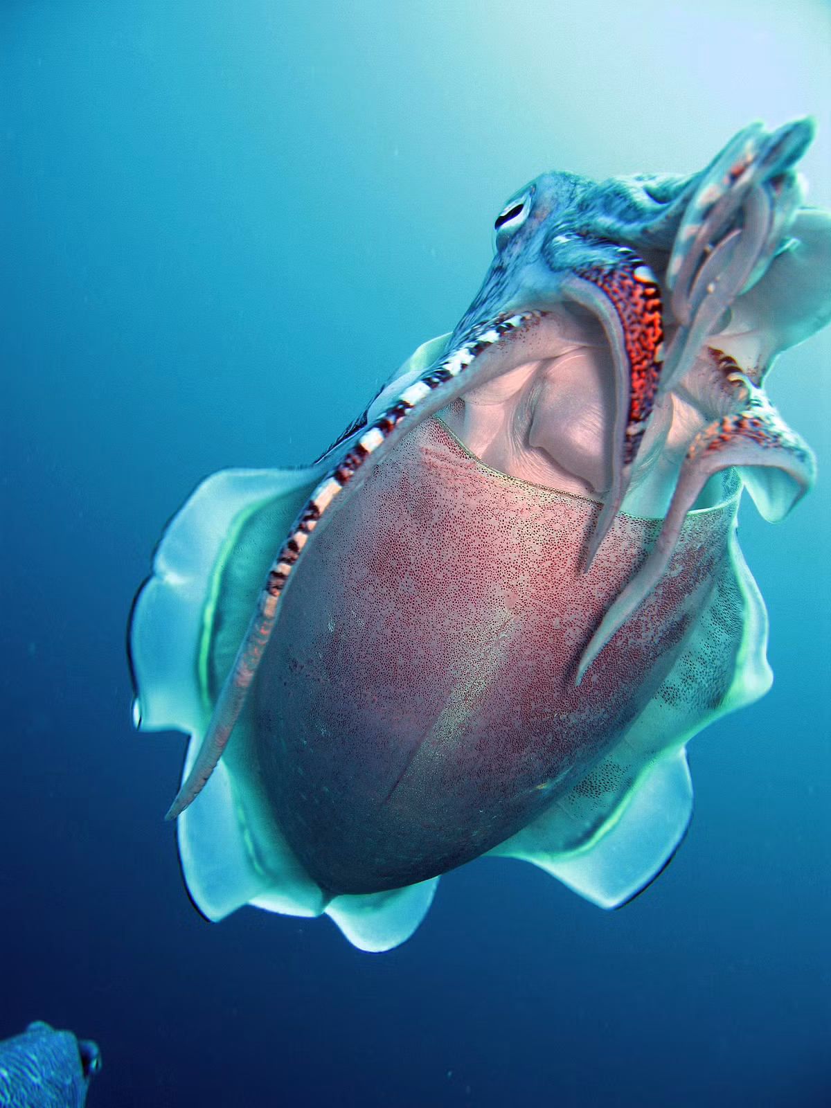 Có thể khó tin nhưng sự thực loài mực có tới ba trái tim. Hai trái tim có nhiệm vụ bơm máu và trái tim trung tâm thứ ba còn lại có chức năng lưu thông oxi đi đến khắp các động mạch cơ thể. Nguồn ảnh: Google