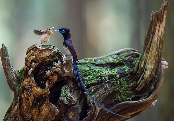 Chịm mẹ đang bón thức ăn cho chim con