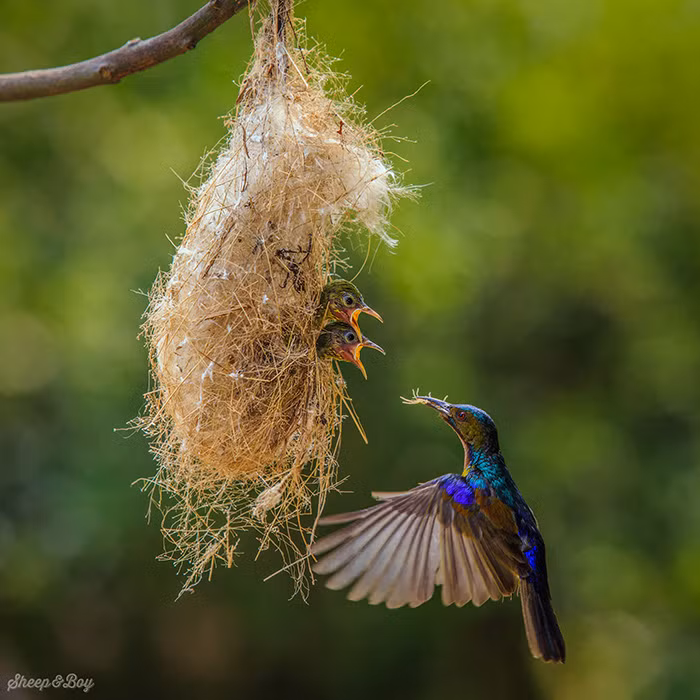 Vào ngày này mọi người rất háo hức được chiêm ngưỡng hàng loạt những hình ảnh về các loài chim trên khắp thế giới. 
