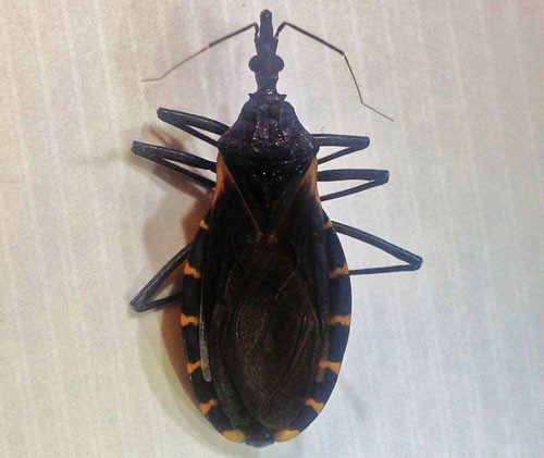 Một con bọ xít hút máu đẻ từ 200-250 trứng trong một vòng đời. 80-85% số trứng này có thể tồn tại ở bất cứ nhiệt độ, môi trường nào. Điều đặc biệt là bọ xít non mới đã có thể hút máu được ngay.