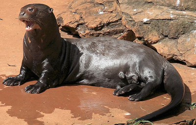 Rái cá khổng lồ sống phần lớn thời gian ở dưới nước vì chúng chủ yếu ăn cá và vì chúng cần nạp một lượng thức ăn lớn: mỗi con rái cá khổng lồ ăn từ 2,7kg - 4kg thức ăn mỗi ngày. Ngoài cá, thức ăn của chúng còn có trăn, cá sấu, loài giáp xác và những sinh vật biển khác.