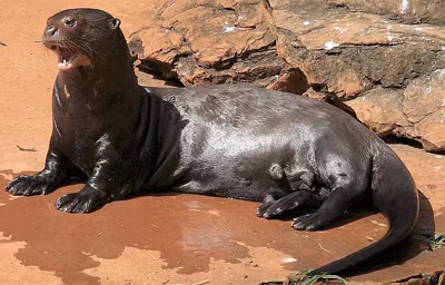 Rái cá khổng lồ sống phần lớn thời gian ở dưới nước vì chúng chủ yếu ăn cá và vì chúng cần nạp một lượng thức ăn lớn: mỗi con rái cá khổng lồ ăn từ 2,7kg - 4kg thức ăn mỗi ngày. Ngoài cá, thức ăn của chúng còn có trăn, cá sấu, loài giáp xác và những sinh vật biển khác.