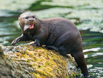 Ngoài con người, rái cá khổng lồ còn là con mồi của báo đốm Mỹ, trăn và cá sấu lớn.