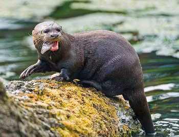 Ngoài con người, rái cá khổng lồ còn là con mồi của báo đốm Mỹ, trăn và cá sấu lớn.
