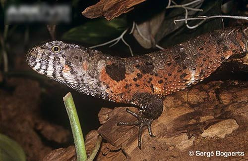 Thằn lằn cá sấu sống trên cây ở ven các con suối trong rừng ở độ cao từ 600 - 800m. Chúng hoạt động mạnh mẽ từ tháng 4 đến tháng 5. Đặc biệt, vào mùa sinh sản, con đực thường có phần đầu, cằm có màu vàng cam.