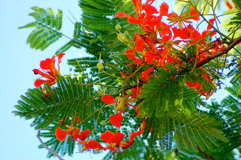  Cây hoa phượng. Hoa phượng được cho là loài cây "xui xẻo" theo quan niệm phong thủy nếu trồng ngay trước hiên nhà. Lý do là vì hoa phượng có màu đỏ, mà trong phong thủy, những loài cây có hoa đỏ nếu nằm trước nhà phía bên phải sẽ mang lại điềm xấu cho gia chủ. 