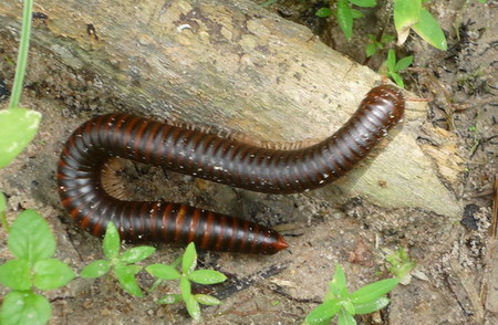 Cuốn chiếu di chuyển chậm chạp nên khi gặp nguy hiểm, nó thường cuộn tròn lại nhằm sử dụng lớp vỏ cứng ở mặt lưng bảo vệ phần chân và các phần dễ tổn thương của cơ thể. Ngoài ra, trên các đốt nó có tuyến hôi, khó ngửi, khiến cho không con vật nào thèm đụng tới.