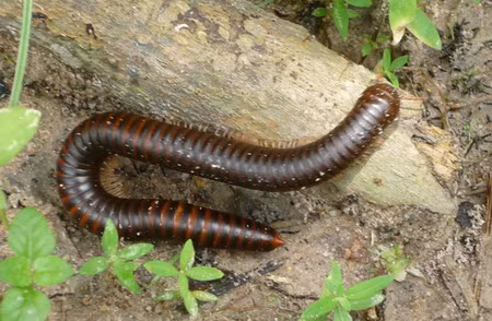 Cuốn chiếu di chuyển chậm chạp nên khi gặp nguy hiểm, nó thường cuộn tròn lại nhằm sử dụng lớp vỏ cứng ở mặt lưng bảo vệ phần chân và các phần dễ tổn thương của cơ thể. Ngoài ra, trên các đốt nó có tuyến hôi, khó ngửi, khiến cho không con vật nào thèm đụng tới.