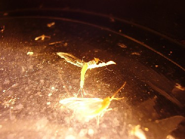 Trong suốt vòng đời, thiêu thân chủ yếu ở dạng ấu trùng sống trong nước.