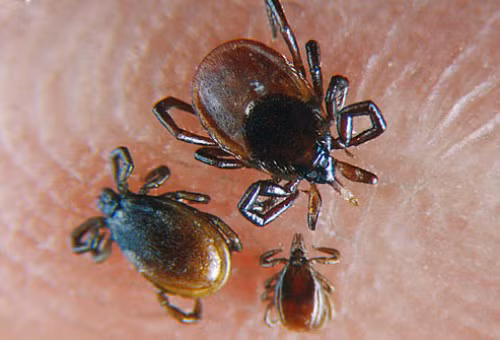  Bọ chét, ve chó, chấy, rận… Bọ chét, ve chó, chấy, rận…là những côn trùng ký sinh sống trên cơ thể động vật như chó, mèo, chuột và cả con người,... Những côn trùng này khi đốt sẽ gây đau nhói, sưng hay dị ứng, thậm chí còn có thể gây cho người bệnh sốt mẩn đỏ. Đặc biệt, bọ chét chuột còn là vật trung gian truyền bệnh hạch.