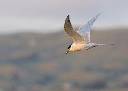 Thức ăn của chim én là côn trùng (ruồi, muỗi, rệp, bọ cánh cứng,...) và nhện. Kẻ thù của nó bao gồm chim ưng, chim cắt và một số lài cú. Chim én thường xây tổ trong các tòa nhà cũ, tòa tháp và những công trình do con người tạo ra khác. Nó sử dụng những cành con, rêu, cành cây và nước bọt làm chất keo để tạo thành một chất liệu cô đặc xây tổ.