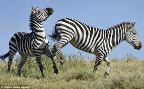 Một con ngựa vằn có thể chạy 65km/h. 