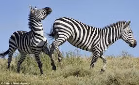 Một con ngựa vằn có thể chạy 65km/h. 