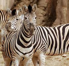 Khi ngủ, phần lớn ngựa vằn không nằm mà chúng ngủ đứng.