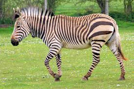 Ngựa vằn trưởng thành cao khoảng 1,1 m – 1.6 m tính từ vai trở xuống