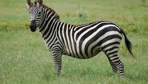 Hầu hết loài ngựa vằn đều có các sọc vằn đen và trắng hoặc màu nâu tối.