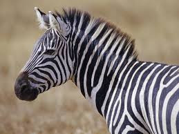 Ngựa vằn có thể xoay cổ theo nhiều hướng, khả năng này giúp chúng có thể giao tiếp được với những con ngựa vằn khác.