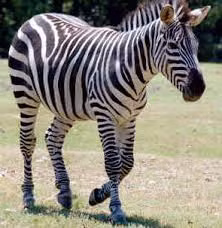 Có nhiều loài ngựa vằn khác nhau, mỗi loại có kiểu sọc khác nhau: ngựa vằn miền núi có sọc vằn dọc ở cổ và sọc vằn ngang ở chân.