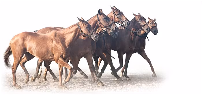 Ảnh 5 con ngựa nâu oai hùng trên bãi cát trắng.