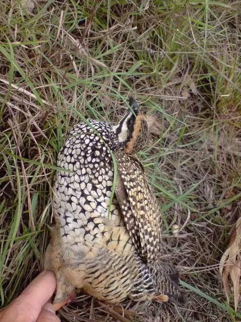 Gà gô kiếm ăn riêng lẻ hoặc từng đôi, rất thích sống trong các bụi cây và đồi cỏ tranh.