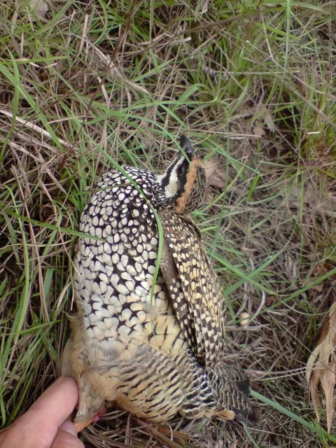 Gà gô kiếm ăn riêng lẻ hoặc từng đôi, rất thích sống trong các bụi cây và đồi cỏ tranh.