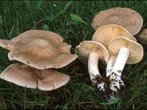 Nấm Entoloma sinuatum. Nấm Entoloma sinuatum có mũ nấm hình nón; cuống nấm hình trụ; thịt nấm dày. Đây là loại nấm cực độc, thường mọc trên đất rừng, ven rừng vào cuối mùa xuân đến đầu mùa thu.