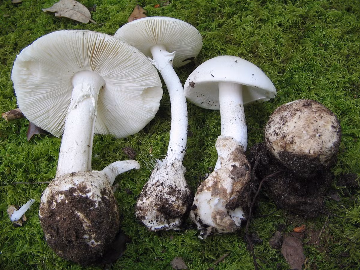  Nấm độc tán trắng. Nấm độc tán trắng là loại nấm cực độc ở Việt Nam. Mũ nấm có màu trắng, mặt mũ nhẵn; cuống nấm có vòng dạng màng ở đoạn trên gần sát với mũ; thịt nấm trắng, mềm; chân cuống phình dạng củ và có bao gốc hình đài hoa. Loài nấm độc này thường mọc trên đất rừng, cũng có khi mọc ven đường, bãi cỏ vào mùa xuân đến mùa thu. 