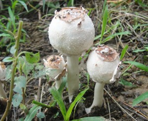  Nấm độc tán trắng hình trứng. Nấm độc tán trắng hình trứng có thể gây chết người nếu ăn phải. Ở loài nấm này, mũ nấm hình trứng, màu trắng; cuống nấm hình trụ tròn, phần gốc hình củ; thịt nấm màu trắng và có mùi hắc. Nấm độc tán trắng hình trứng thường mọc vào cuối xuân, đầu hè.