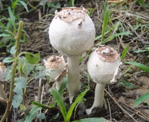  Nấm độc tán trắng hình trứng. Nấm độc tán trắng hình trứng có thể gây chết người nếu ăn phải. Ở loài nấm này, mũ nấm hình trứng, màu trắng; cuống nấm hình trụ tròn, phần gốc hình củ; thịt nấm màu trắng và có mùi hắc. Nấm độc tán trắng hình trứng thường mọc vào cuối xuân, đầu hè.