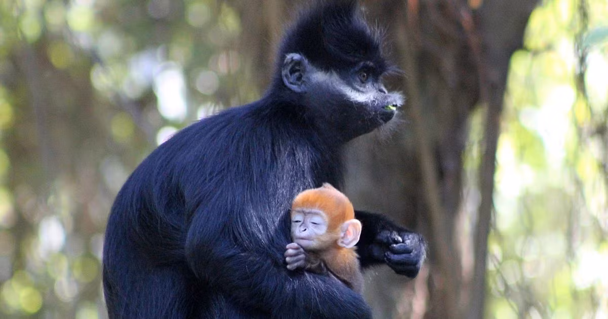 Matt Ford, nhân viên công viên bảo tồn cho biết, chú voọc màu cam Francois càng lúc càng lớn, nhanh nhẹn, thân thiện, hòa nhập nhanh với môi trường sống.