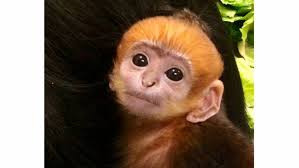 Francois quấn quýt bên người cha tên là Esam và mẹ là Ena.