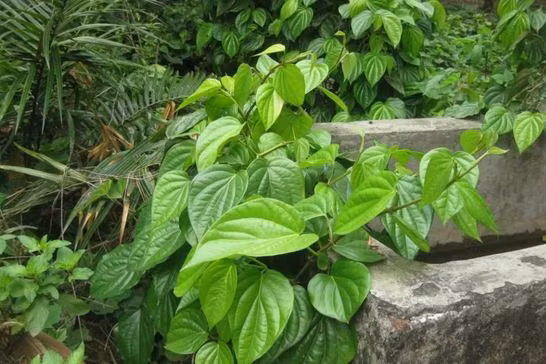 Lá trầu không có vị cay nồng, mùi thơm hắc, tính ấm. Nó còn chứa rất nhiều protein, chất xơ, carbohydrate, nước và nhiều khoáng chất như kẽm, canxi,... giúp đẩy lùi các hắc tố gây sạm da, tàn nhang và chống oxy hóa.