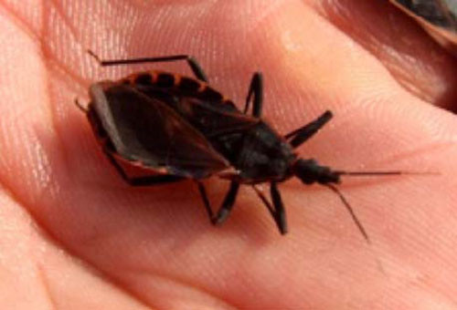 Bọ xít hút máu người gây phiền nhiễu cho con người. Vết đốt của nó ở một vài người có thể khiến nạn nhân đau dữ dội, buồn nôn, ớn lạnh, sau đó sốc phản vệ và có thể dẫn tới tử vong.