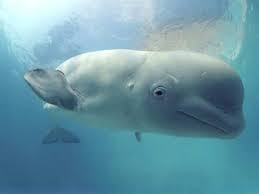 Tim của cá voi trắng nặng khoảng 5.5 kg