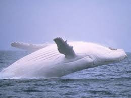 Tuổi thọ trung bình của cá voi trắng sống trong tự nhiên là 35-50 năm.