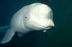  Cá voi trắng giống như cá heo lớn, có chiều dài từ 4m – 6m, cân nặng từ 907 kg – 1360 kg