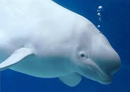 Cá voi trắng sống ở dưới nước trong 25 phút mà không cần ngoi lên mặt nước và có thể lặn xuống biển ở độ sâu 800m.