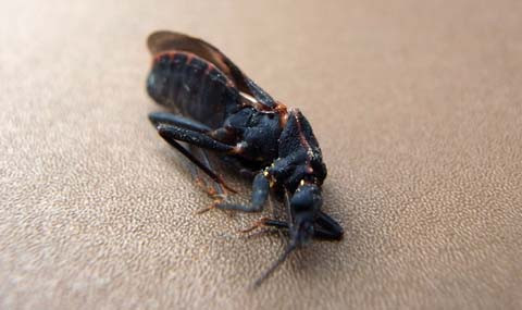 Bọ xít hút máu người có sức sống dai dẳng. Loài côn trùng này chỉ cần hút máu 2-3 lần/năm là có thể sống hết cả vòng đời.