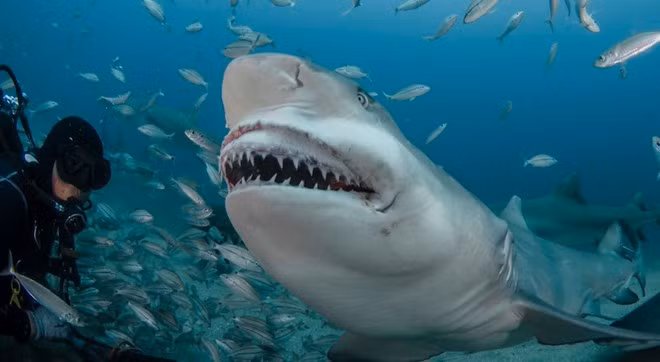 Loài cá mập chanh có thể sống sót trong tự nhiên tới 27 năm.