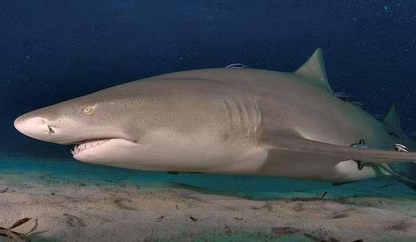 Mặc dù có bề ngoài đáng sợ, nhưng chúng chưa bao giờ tấn công con người.