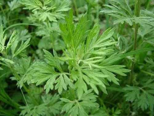 Ngải cứu có vị đắng, mùi thơm và tính ấm. Ngoài ra nó còn có hoạt chất diệt và đuổi côn trùng. Ngải cứu còn được biết đến với các tên gọi như cây giải cảm, cây thuốc cứu, cây thuốc cao hay ngải điệp…