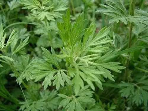 Ngải cứu có vị đắng, mùi thơm và tính ấm. Ngoài ra nó còn có hoạt chất diệt và đuổi côn trùng. Ngải cứu còn được biết đến với các tên gọi như cây giải cảm, cây thuốc cứu, cây thuốc cao hay ngải điệp…