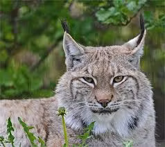Kích cỡ của linh miêu phụ thuộc vào từng giống loài. Thông thường, loài động vật này có chiều dài từ 81cm-1m, cân nặng từ 15kg-30kg. Nguồn: Soft Schools
