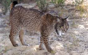 Hiếm khi con người nhìn thấy linh miêu trong tự nhiên vì đây là động vật chuyên hoạt động vào ban đêm. Hơn nữa, chúng rất thận trọng khi tiếp cận với con người và kẻ thù. Nguồn: Soft Schools