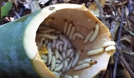 Để bắt sâu, người đi rừng sẽ dùng dao chặt ngang ống tre tạo hốc để kiểm tra. Nếu thấy có sâu bên trong sẽ tiến hành làm rộng hốc tre và dùng tay bắt. Mỗi tổ có thể có chứa tới nửa kg sâu đang sinh sống.