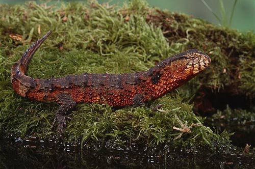 Trên thế giới, thằn lằn cá sấu chỉ xuất hiện tại một số khu rừng của tỉnh Hồ Nam, Quảng Tây và Quý Châu của Trung Quốc.