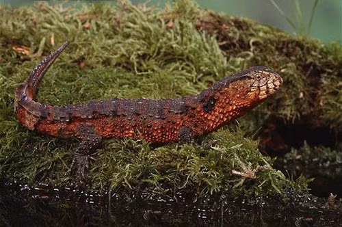 Trên thế giới, thằn lằn cá sấu chỉ xuất hiện tại một số khu rừng của tỉnh Hồ Nam, Quảng Tây và Quý Châu của Trung Quốc.