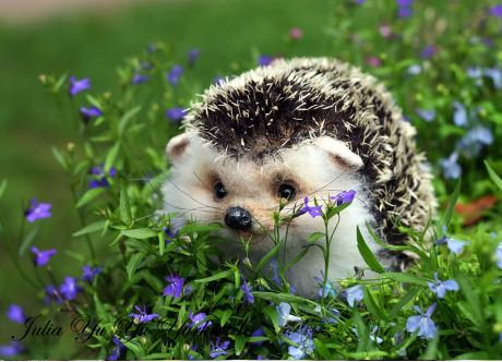  Nhím. Loài nhím thường ngủ vào ban ngày và hoạt động vào ban đêm. Đây là động vật ăn cỏ. Một số loài nhím thích ăn gỗ. Ngoài ra, nhím còn ăn các loại hạt, củ, quả, lá cây và chồi non. Đặc biệt, dù không phải là động vật ăn thịt nhưng nhím thường gặm xương để mài răng thêm sắc nhọn.