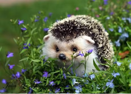  Nhím. Loài nhím thường ngủ vào ban ngày và hoạt động vào ban đêm. Đây là động vật ăn cỏ. Một số loài nhím thích ăn gỗ. Ngoài ra, nhím còn ăn các loại hạt, củ, quả, lá cây và chồi non. Đặc biệt, dù không phải là động vật ăn thịt nhưng nhím thường gặm xương để mài răng thêm sắc nhọn.