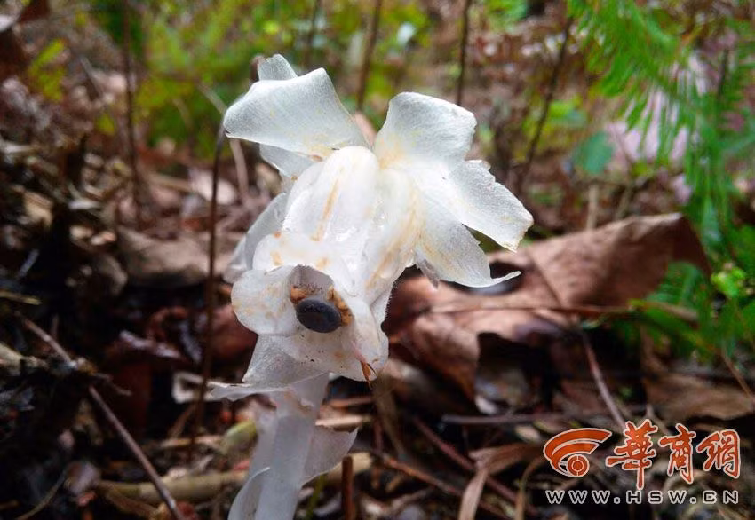 Nó được coi là cảnh giới tối thượng của các loài hoa, một biểu tượng của cái ác và bí ẩn, vì thế nó còn được mệnh danh là “Hiện thân của cái chết”. 